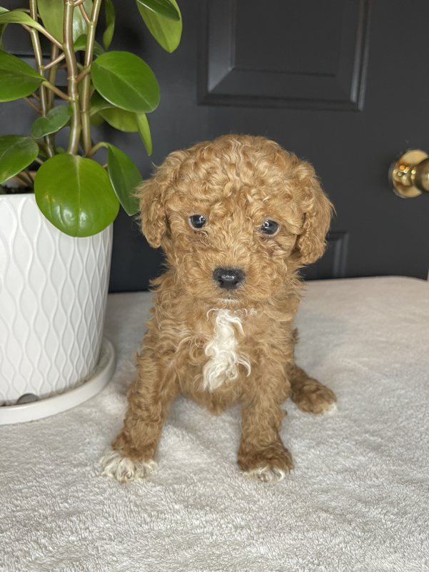 F1b Goldendoodle puppies from Rocky Ridge Acres
